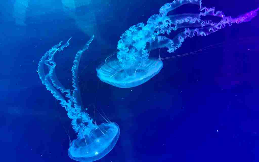 OBRAZEM: Zoopark otevřel nové medúzárium. Je druhé největší v republice