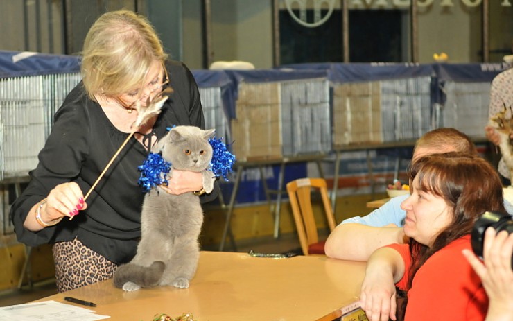 V Mostě bude velká výstava koček. Foto: Keramost