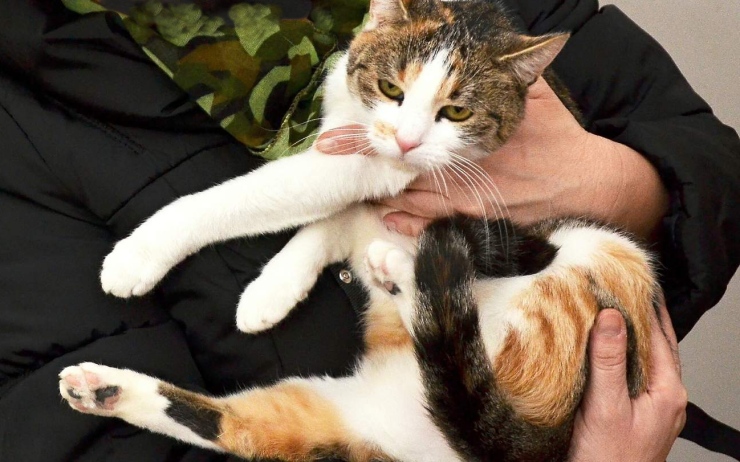 katze133