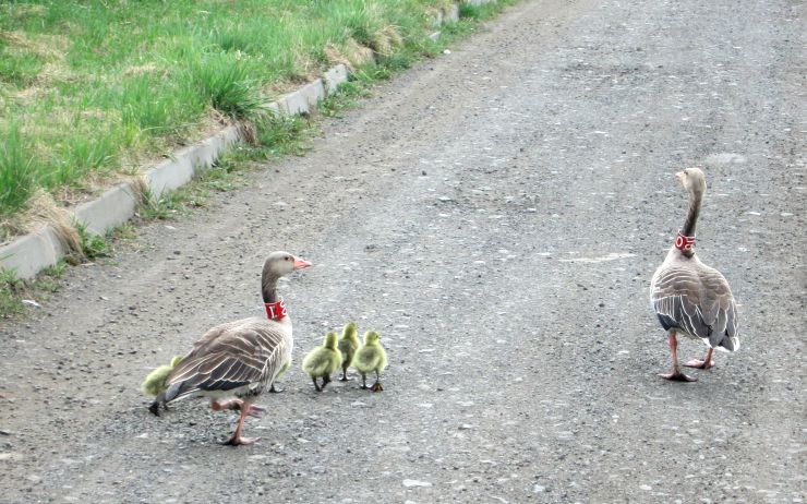 Husí rodinka. Foto: MP Chomutov Husí rodinka. Foto: MP Chomutov