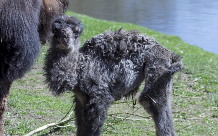 Mládě velblouda dvouhrbého. Foto: Martin Šopf Mládě velblouda dvouhrbého. Foto: Martin Šopf