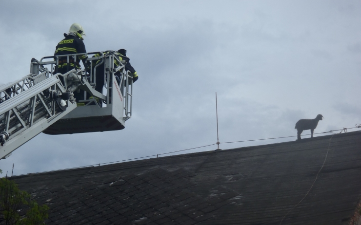 Foto včetně videa: Michal Hrdlička koza 2