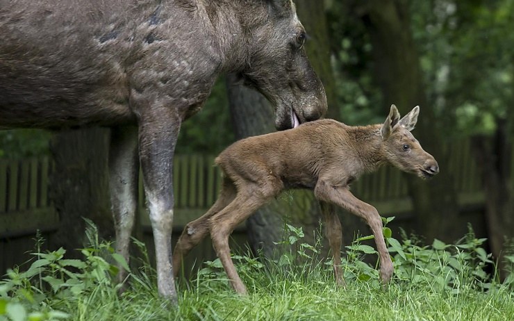 Mládě losa evropského. Foto: Martin Šopf