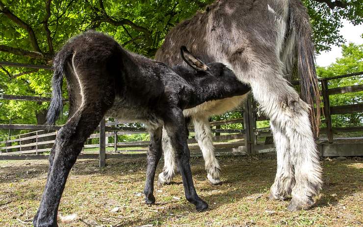 Mládě osla domácího. Foto: Martin Šopf Mládě osla domácího. Foto: Martin Šopf