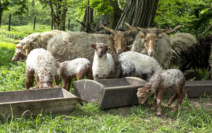 Mláďata na statku domácích zvířat v zooparku. Foto: Martin Šopf Mláďata na statku domácích zvířat v zooparku. Foto: Martin Šopf