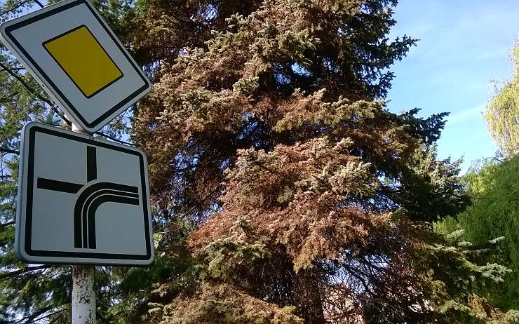 Odumírající smrky jsou vidět v celém kraji. Foto: Oldřich Hájek Odumírající smrky jsou vidět v celém kraji. Foto: Oldřich Hájek