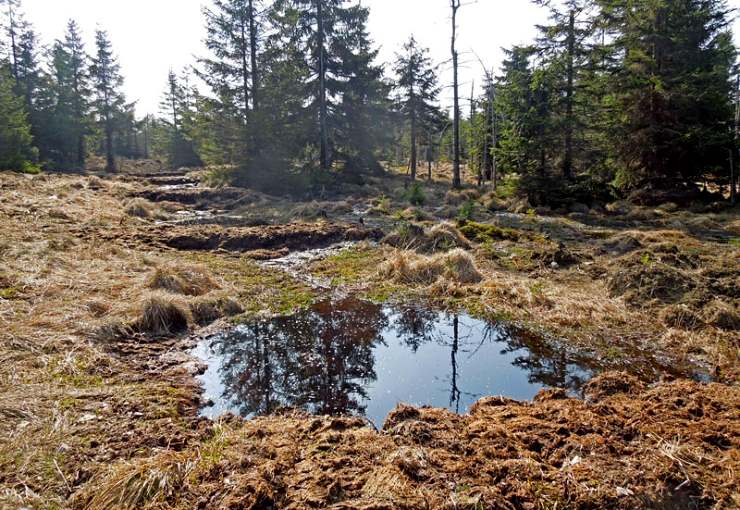 Rašeliniště v Krušných horách na Chomutovsku. Foto: Lesy ČR