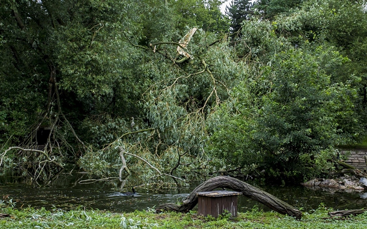 Polámané větve v zooparku. Foto: Martin Šopf Polámané větve v zooparku. Foto: Martin Šopf