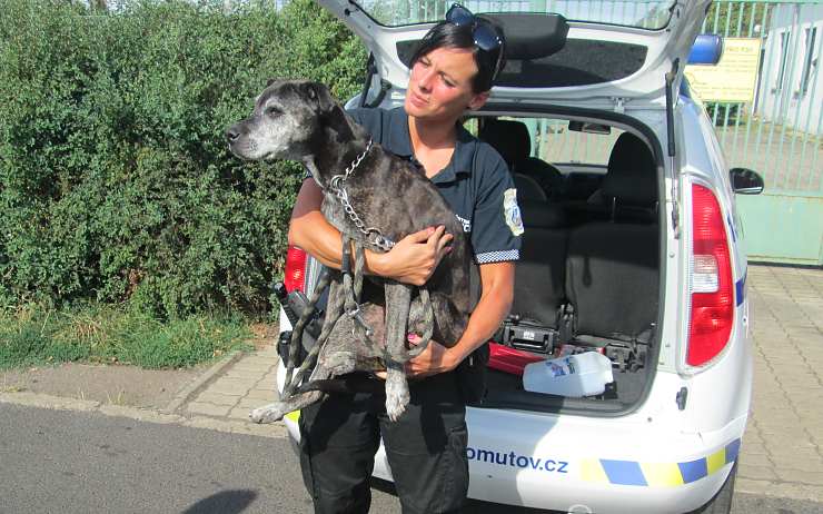 Zachráněný pes. Foto: MP Chomutov