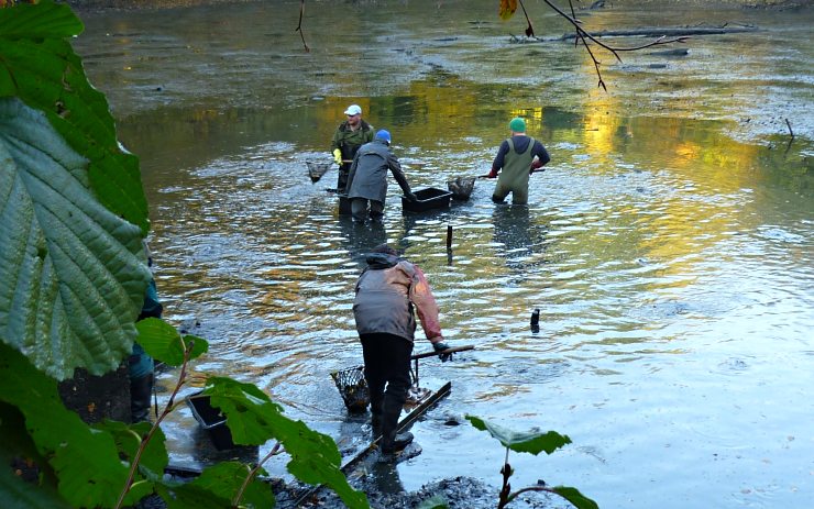 Výlov rybníka. Foto: Rybářství Škuta Výlov rybníka. Foto: Rybářství Škuta