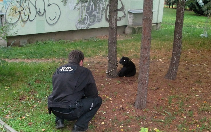 Pes byl přivázaný podle svědků už druhý den. Foto: MP Chomutov Pes byl přivázaný podle svědků už druhý den. Foto: MP Chomutov