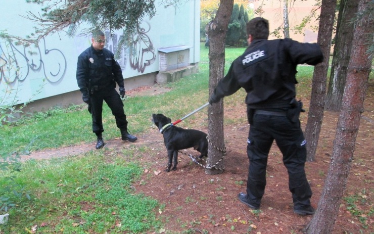 Zvíře bylo agresivní, strážníci museli použít odchytovou tyč. Foto: MP Chomutov Zvíře bylo agresivní, strážníci museli použít odchytovou tyč. Foto: MP Chomutov
