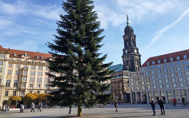 Vánoční strom na náměstí Altmarkt v Drážďanech. Foto: Drazdany.info