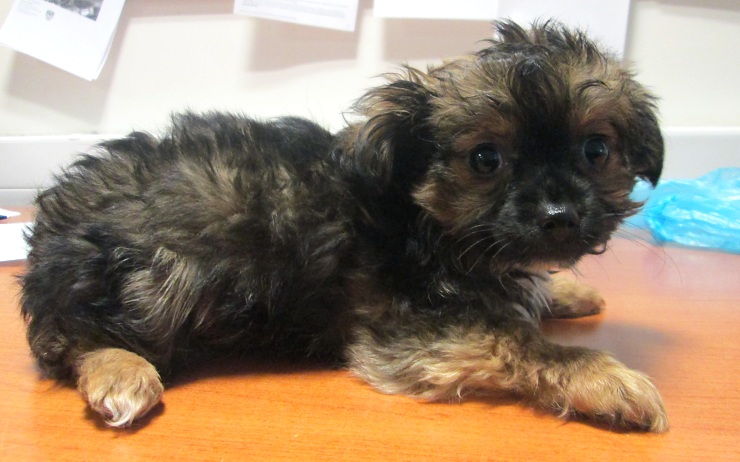 Nalezené štěně. Foto: MP Chomutov