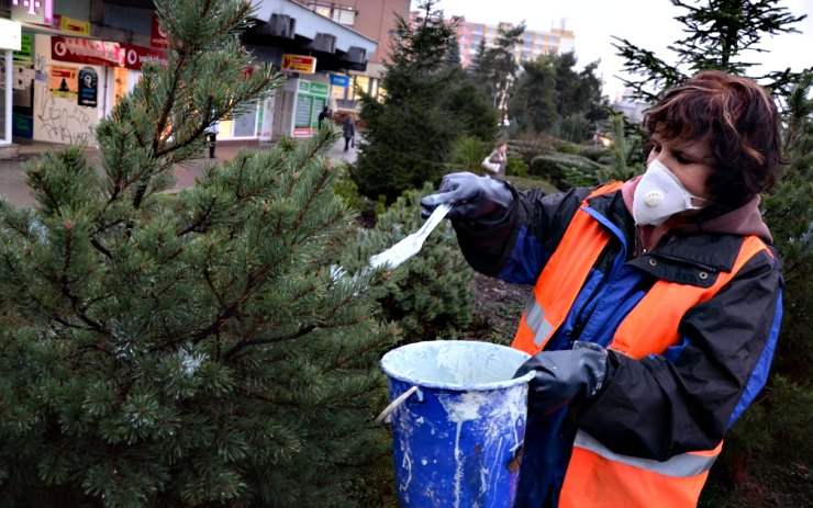 Pracovnice technický služeb Zdeňka Rezlerová natírá stromek Morsuvinem. Foto: TS Chomutov Pracovnice technický služeb Zdeňka Rezlerová natírá stromek Morsuvinem. Foto: TS Chomutov