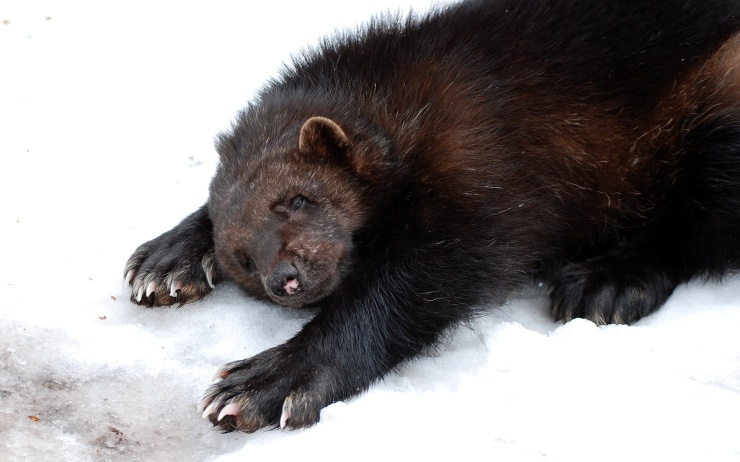 Rosomáka můžete v zooparku nejlépe pozorovat v zimě. Foto: Zoopark Chomutov Rosomáka můžete v zooparku nejlépe pozorovat v zimě. Foto: Zoopark Chomutov