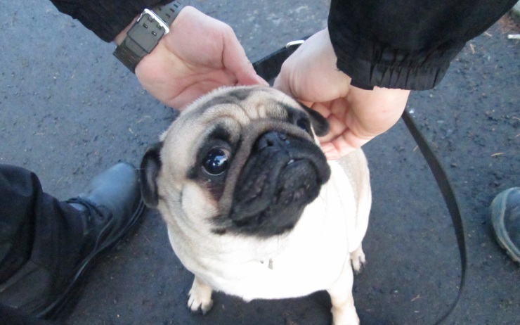 Odchycený mopsík. Foto: MP Chomutov Odchycený mopsík. Foto: MP Chomutov