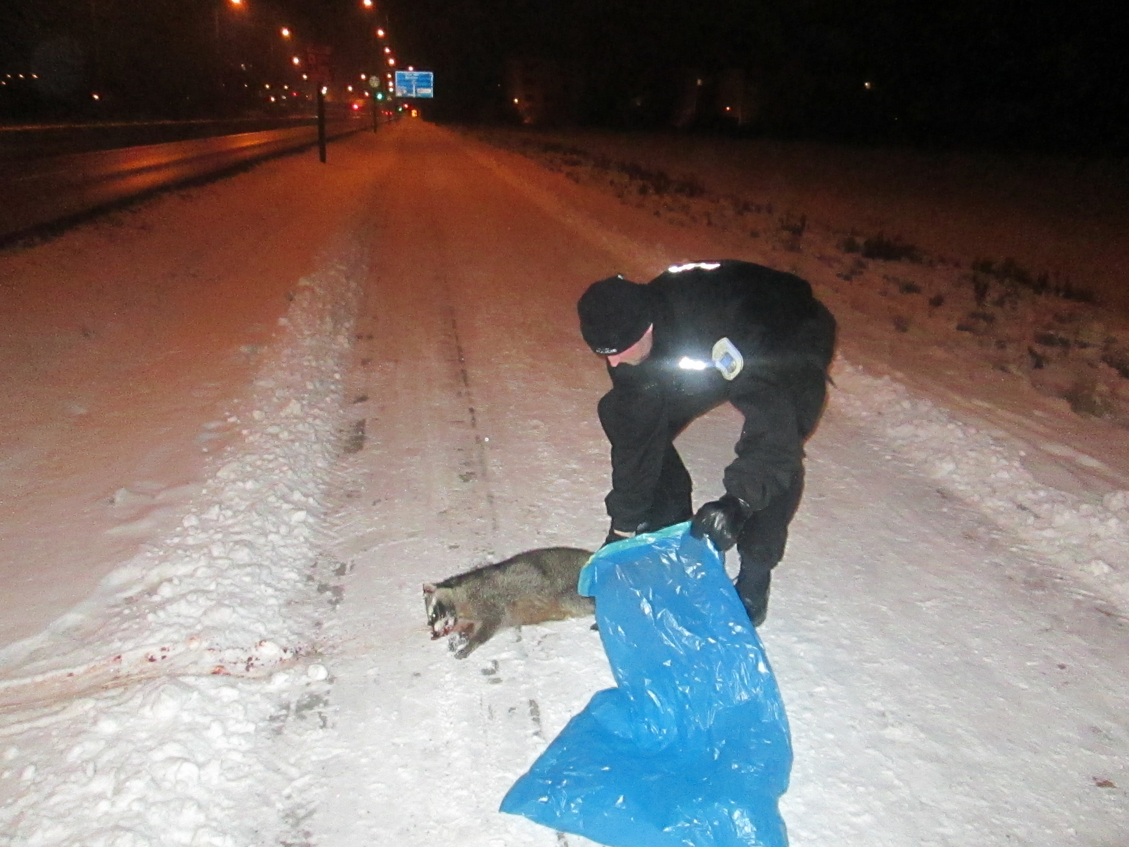 Strážník nakládá tělo uhynulého zvířete. Foto: MP Chomutov