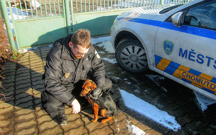 Majitele psa nedokázali strážníci zjistit. Zvíře muselo do útulku. Foto: MP Chomutov Majitele psa nedokázali strážníci zjistit. Zvíře muselo do útulku. Foto: MP Chomutov
