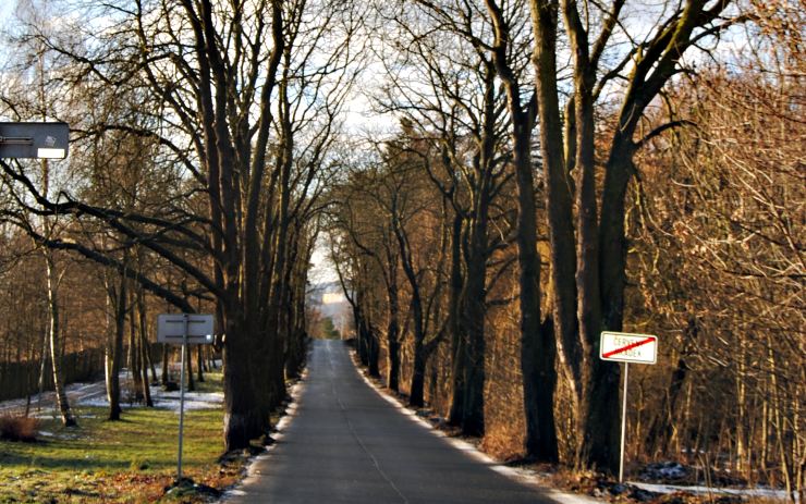 Jirkovská alej. Foto město Jirkov Jirkovská alej. Foto město Jirkov