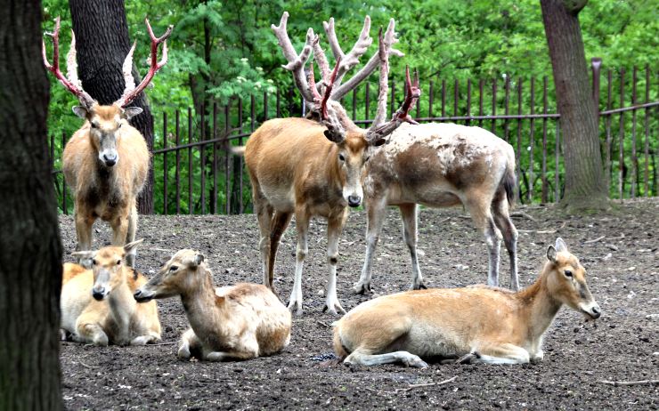 Jeleni milu v období vytloukání paroží. Foto: archiv zooparku Jeleni milu v období vytloukání paroží. Foto: archiv zooparku