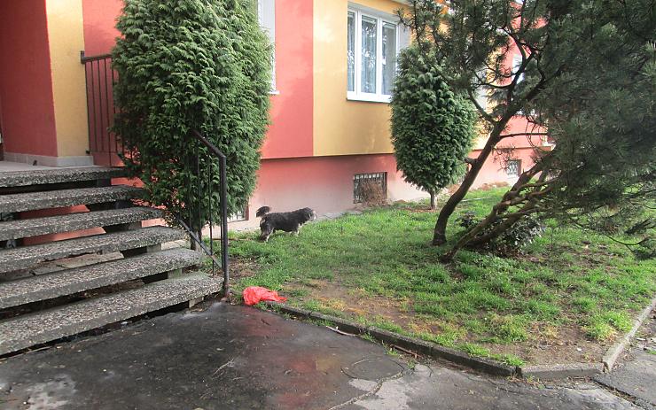 Nepřihlášený pes. Foto: MP Chomutov Nepřihlášený pes. Foto: MP Chomutov