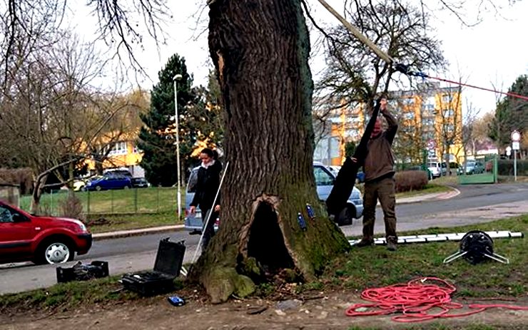 Odborníci provádějí na dubu tahové zkoušky. Foto: město Jirkov