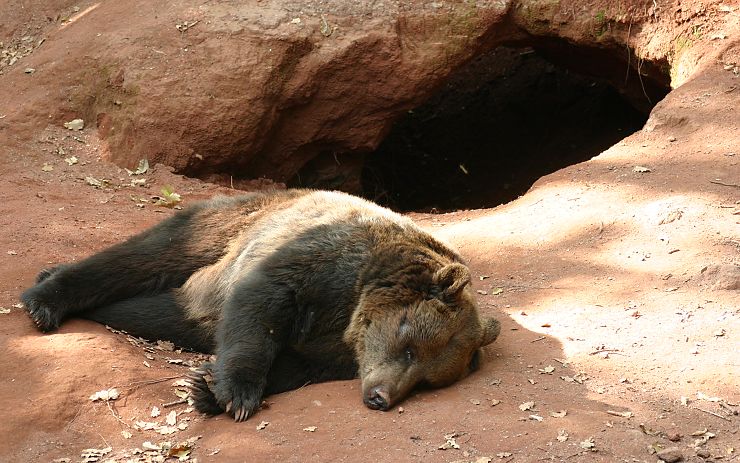 V zooparku budou probouzet medvědy. Foto: Oldřich Hájek