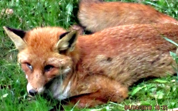 Zatoulaná liška z Chomutova. Foto: Měp Chomutov