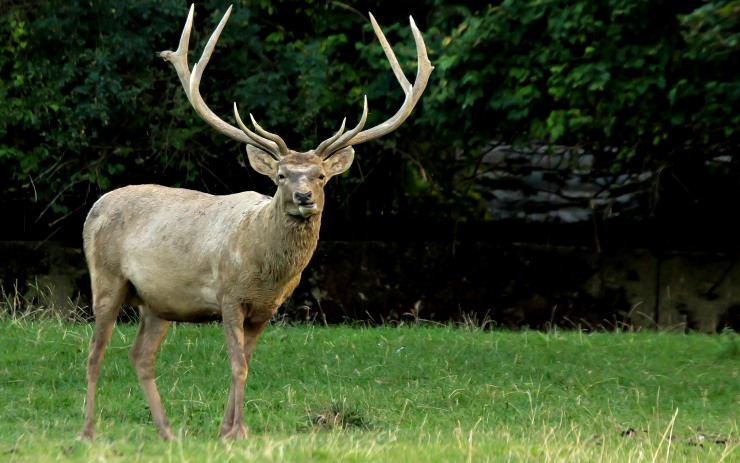 Jelen bucharský v zooparku. Foto: zoopark