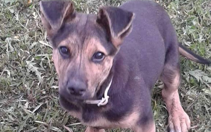 Fenka Dixie. Fenka Dixie.