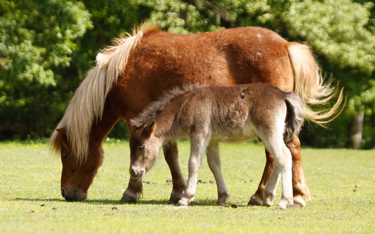 Pony. Foto: archiv zooparku