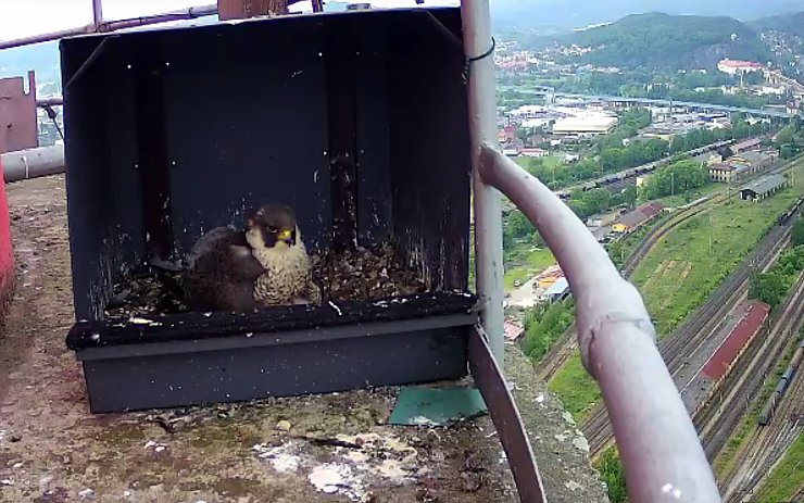 Pohled do budky. Reprofoto: youtube.com Pohled do budky. Reprofoto: youtube.com