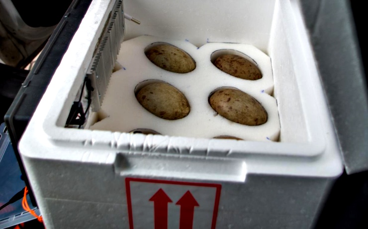 Vajíčka jeřábů v inkubátoru Vajíčka jeřábů v inkubátoru