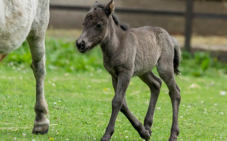 Foto:zoopark Chomutov