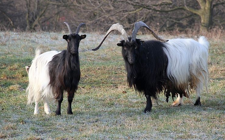 Koza domácí walliská. Ilustrační foto: zoopark