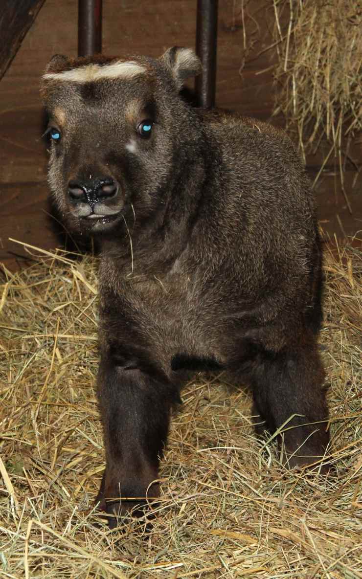 Takin indický. Foto: Miroslav Brtnický Takin indický. Foto: Miroslav Brtnický