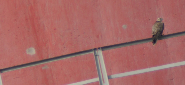 Samice raroha velkého na ochozu komína prunéřovské dvojky. Foto: ČEZ Samice raroha velkého na ochozu komína prunéřovské dvojky. Foto: ČEZ