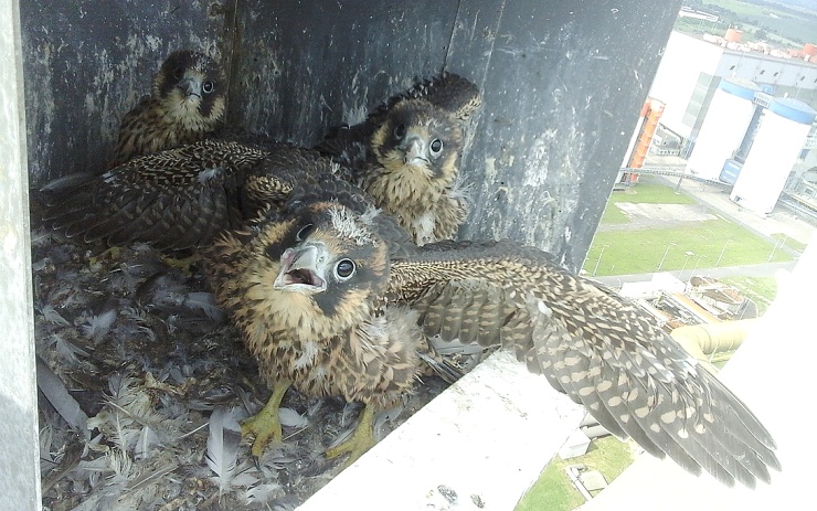 Letošní tušimičtí sokolíci těsně před trvalým opuštěním budky na chladicí věži. Foto: ČEZ Letošní tušimičtí sokolíci těsně před trvalým opuštěním budky na chladicí věži. Foto: ČEZ