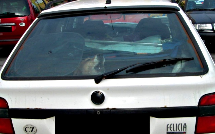 Pes byl zavřený v kufru. Foto: Měp Chomutov