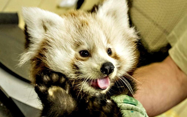 Pandí dvojčata oslavila tři měsíce. Foto:Martin Šopf Pandí dvojčata oslavila tři měsíce. Foto:Martin Šopf