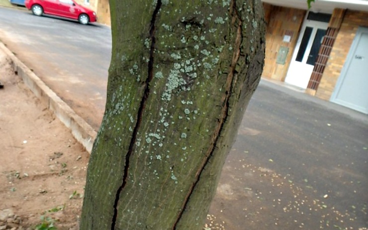 Nebezpečný javor. Foto: město Klášterec nad Ohří Nebezpečný javor. Foto: město Klášterec nad Ohří