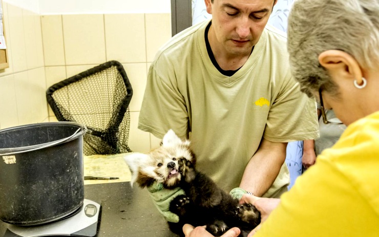 Pandí dvojčata prošla první lékařskou prohlídkou. Foto:Martin Šopf Pandí dvojčata prošla první lékařskou prohlídkou. Foto:Martin Šopf