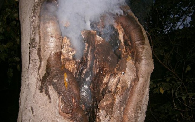 Doutnající strom. Zdroj: Měp Jirkov