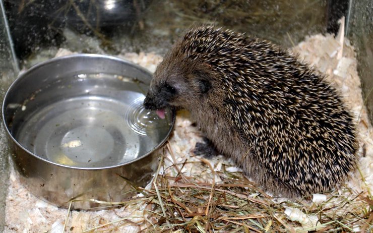 Ježek ve stanici pro handicapované živočichy. Zdroj: Zoopark