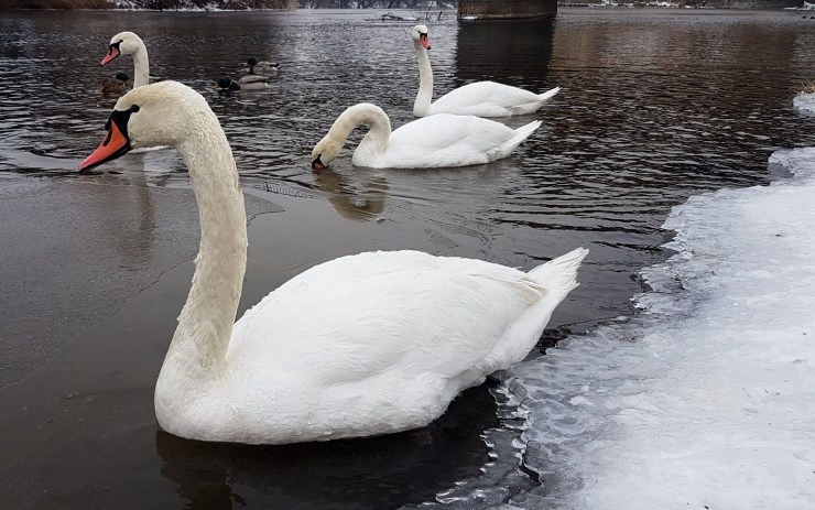 Ošetření zraněného káněte. Zdroj: Zoopark