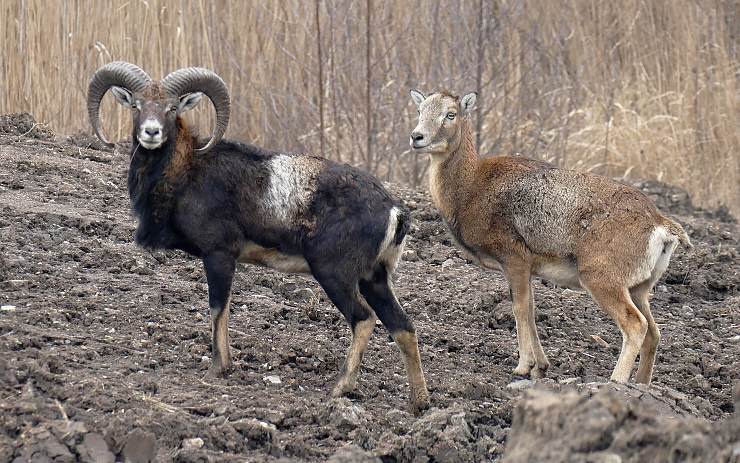 Mufloni v lomu ČSA. Foto: Oldřich Hájek