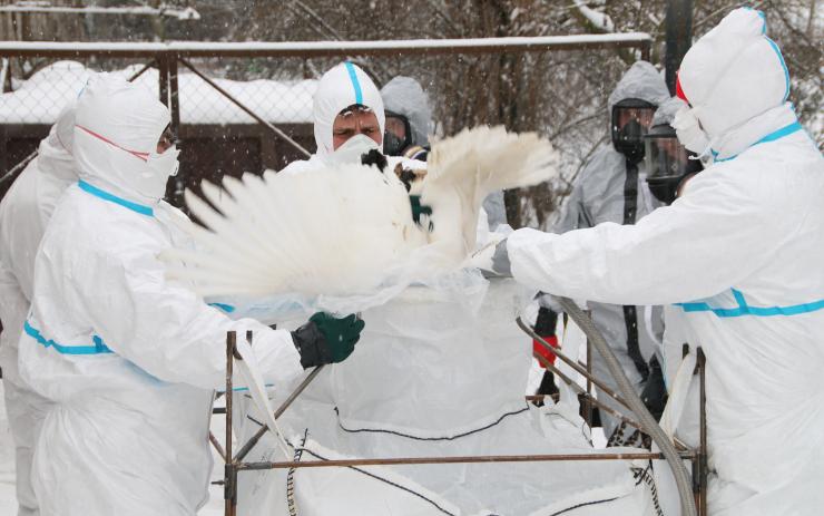 Likvidace chovu drůbeže v Bílencích na Chomutovsku. Foto: Michal Hrdlička / HZS Ústeckého kraje