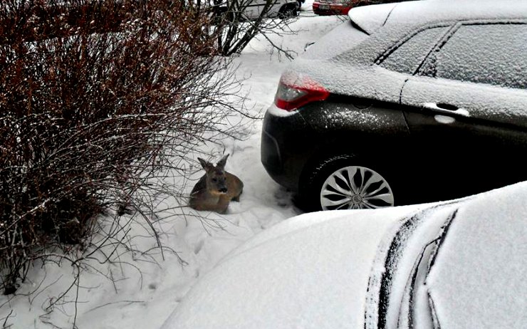 Vyčerpaná srnka odpočívala na parkovišti u aut. Foto:4xMěp Chomutov