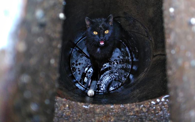 Uvězněný kocourek. Foto:5xhasiči Kadaň